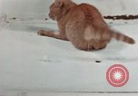Image of behavior of cats United States USA, 1957, second 51 stock footage video 65675047223