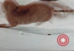 Image of behavior of cats United States USA, 1957, second 52 stock footage video 65675047223