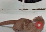 Image of behavior of cats United States USA, 1957, second 53 stock footage video 65675047223