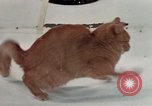 Image of behavior of cats United States USA, 1957, second 54 stock footage video 65675047223