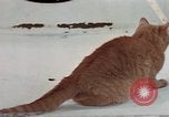 Image of behavior of cats United States USA, 1957, second 56 stock footage video 65675047223