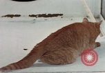 Image of behavior of cats United States USA, 1957, second 57 stock footage video 65675047223