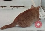 Image of behavior of cats United States USA, 1957, second 58 stock footage video 65675047223