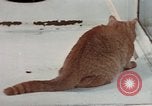 Image of behavior of cats United States USA, 1957, second 59 stock footage video 65675047223