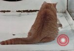 Image of behavior of cats United States USA, 1957, second 60 stock footage video 65675047223