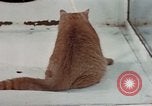 Image of behavior of cats United States USA, 1957, second 61 stock footage video 65675047223