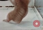 Image of behavior of cats United States USA, 1957, second 62 stock footage video 65675047223