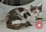 Image of behavior of cats United States USA, 1957, second 6 stock footage video 65675047224