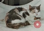 Image of behavior of cats United States USA, 1957, second 7 stock footage video 65675047224