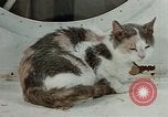 Image of behavior of cats United States USA, 1957, second 8 stock footage video 65675047224
