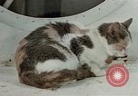 Image of behavior of cats United States USA, 1957, second 9 stock footage video 65675047224