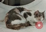 Image of behavior of cats United States USA, 1957, second 10 stock footage video 65675047224