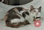 Image of behavior of cats United States USA, 1957, second 11 stock footage video 65675047224