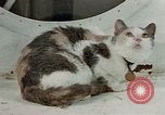 Image of behavior of cats United States USA, 1957, second 12 stock footage video 65675047224