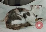 Image of behavior of cats United States USA, 1957, second 13 stock footage video 65675047224