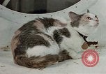 Image of behavior of cats United States USA, 1957, second 14 stock footage video 65675047224