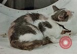 Image of behavior of cats United States USA, 1957, second 15 stock footage video 65675047224