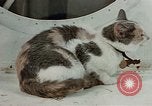 Image of behavior of cats United States USA, 1957, second 16 stock footage video 65675047224