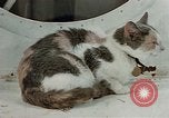 Image of behavior of cats United States USA, 1957, second 17 stock footage video 65675047224