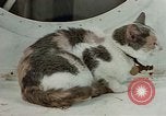 Image of behavior of cats United States USA, 1957, second 18 stock footage video 65675047224