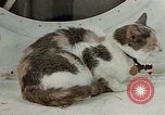 Image of behavior of cats United States USA, 1957, second 19 stock footage video 65675047224
