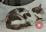 Image of behavior of cats United States USA, 1957, second 20 stock footage video 65675047224
