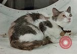 Image of behavior of cats United States USA, 1957, second 21 stock footage video 65675047224