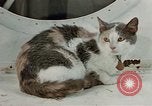 Image of behavior of cats United States USA, 1957, second 22 stock footage video 65675047224