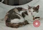Image of behavior of cats United States USA, 1957, second 23 stock footage video 65675047224
