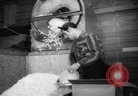 Image of popcorn stuffing New York United States USA, 1959, second 21 stock footage video 65675047253
