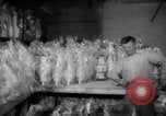 Image of popcorn stuffing New York United States USA, 1959, second 46 stock footage video 65675047253