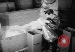 Image of popcorn stuffing New York United States USA, 1959, second 47 stock footage video 65675047253