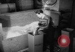 Image of popcorn stuffing New York United States USA, 1959, second 48 stock footage video 65675047253