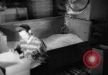 Image of popcorn stuffing New York United States USA, 1959, second 58 stock footage video 65675047253
