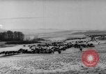 Image of herd of cattle Canada, 1959, second 6 stock footage video 65675047257