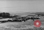 Image of herd of cattle Canada, 1959, second 7 stock footage video 65675047257
