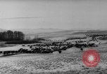 Image of herd of cattle Canada, 1959, second 8 stock footage video 65675047257