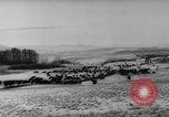 Image of herd of cattle Canada, 1959, second 9 stock footage video 65675047257