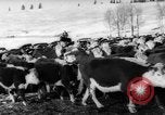 Image of herd of cattle Canada, 1959, second 10 stock footage video 65675047257