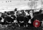 Image of herd of cattle Canada, 1959, second 11 stock footage video 65675047257