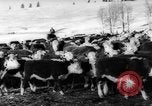 Image of herd of cattle Canada, 1959, second 12 stock footage video 65675047257