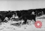 Image of herd of cattle Canada, 1959, second 13 stock footage video 65675047257