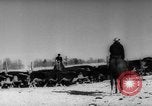 Image of herd of cattle Canada, 1959, second 15 stock footage video 65675047257