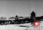 Image of herd of cattle Canada, 1959, second 16 stock footage video 65675047257