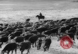 Image of herd of cattle Canada, 1959, second 18 stock footage video 65675047257