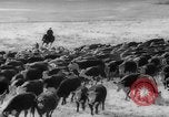 Image of herd of cattle Canada, 1959, second 19 stock footage video 65675047257