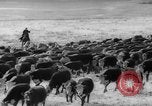 Image of herd of cattle Canada, 1959, second 20 stock footage video 65675047257