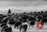 Image of herd of cattle Canada, 1959, second 21 stock footage video 65675047257