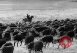 Image of herd of cattle Canada, 1959, second 22 stock footage video 65675047257