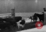 Image of herd of cattle Canada, 1959, second 23 stock footage video 65675047257